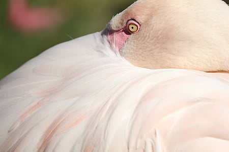 Flamingo, veer, roze, vogel, roze flamingo