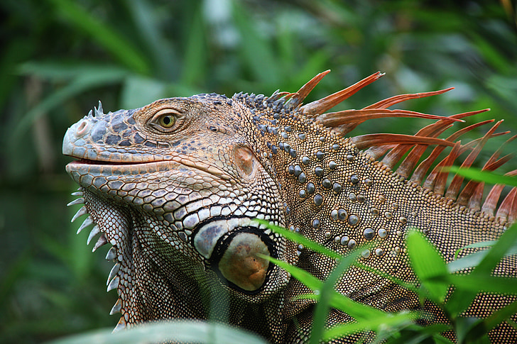 Iguana, reptil, Costa Rica, vilda djur