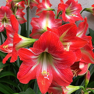 Lily, rood, bloem, Tuin, stuifmeel, Floral, zomer