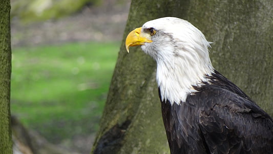 Bald eagles, Adler, Lambang, burung, hewan, burung pemangsa
