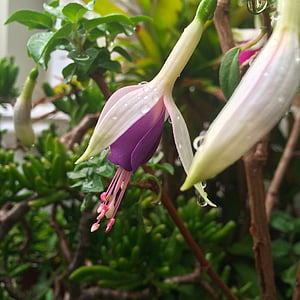 fuchsia, flower, purple, natural, garden, fresh, nature