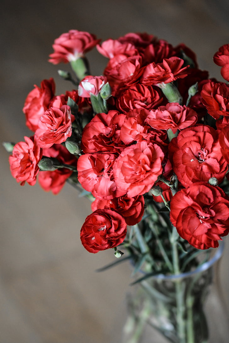 carnation, flowers, red, nature, bloom, bouquet, smooth
