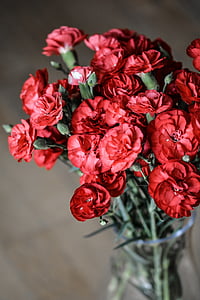 Carnation, fleurs, rouge, nature, Bloom, bouquet, lisses