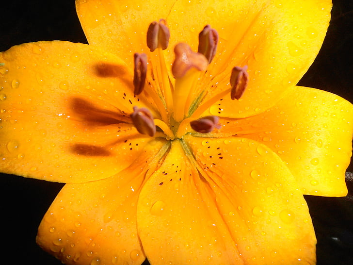 Lily, blommor, gul, droppar, På natten
