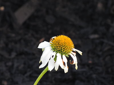 Daisy, kvet, lístkov, jednotný, kvet, žltá, detail