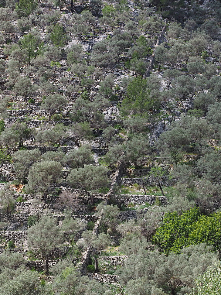 olive grove, mountainside, slope, hillside location, sunny, sunny location, olive cultivation