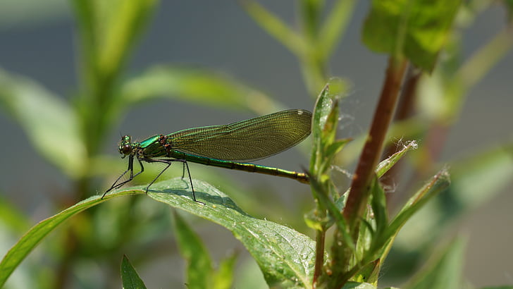 Dragonfly, zeleno na, listov
