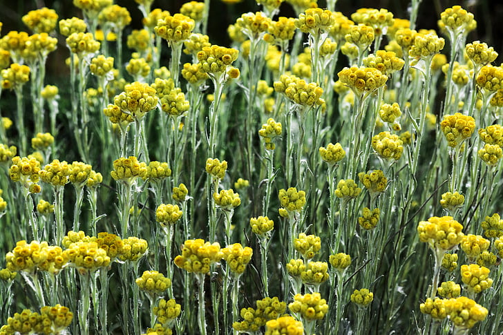 flowers, color, outdoors, flower, colors, nature, spring
