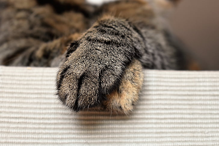 cats paws, animal paw, cat's paw, paw, animal, pet, paw print