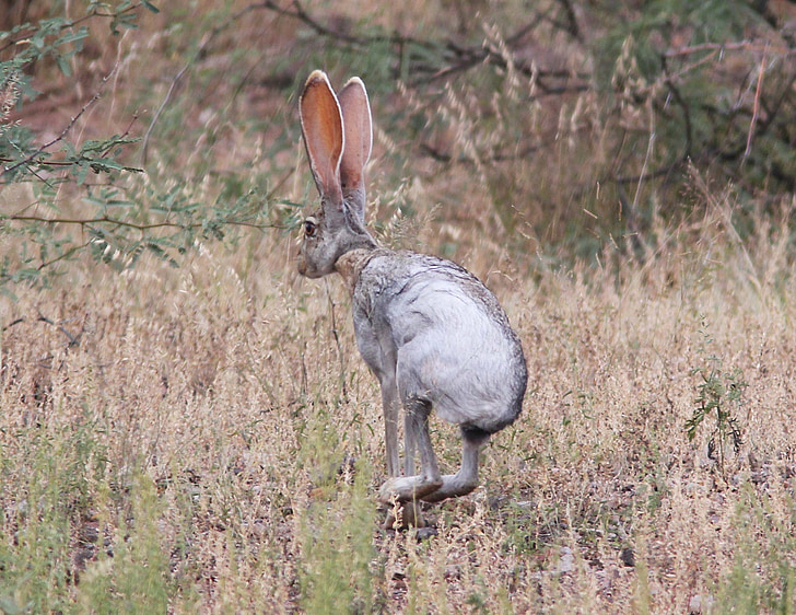 Antelope Jack Rabbit, looduslike, loodus, Wildlife, portree, kõrvad, vaatab