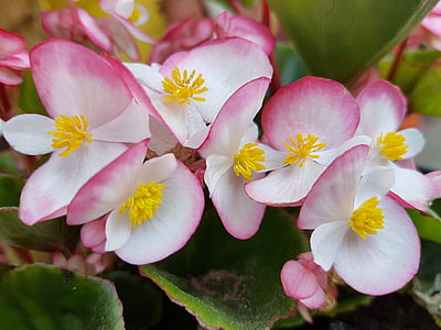 kukat, kevään, Begonia, Begonias