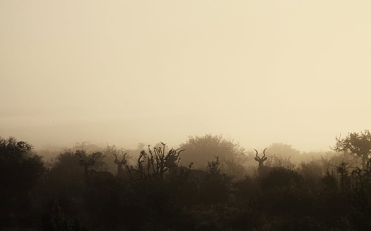 το πρωί, ομίχλη, άγρια φύση, άγρια, παιχνίδι, ζώα, Μεγάλη αντιλόπη της Αφρικής