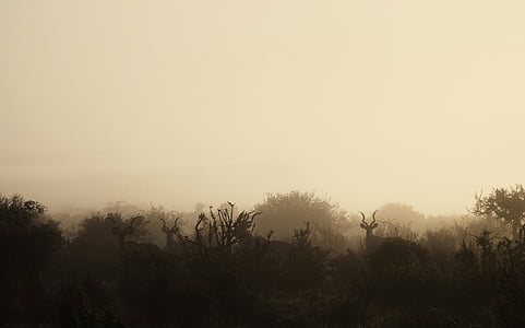 mattina, nebbia, fauna selvatica, selvaggio, gioco, animali, Kudu