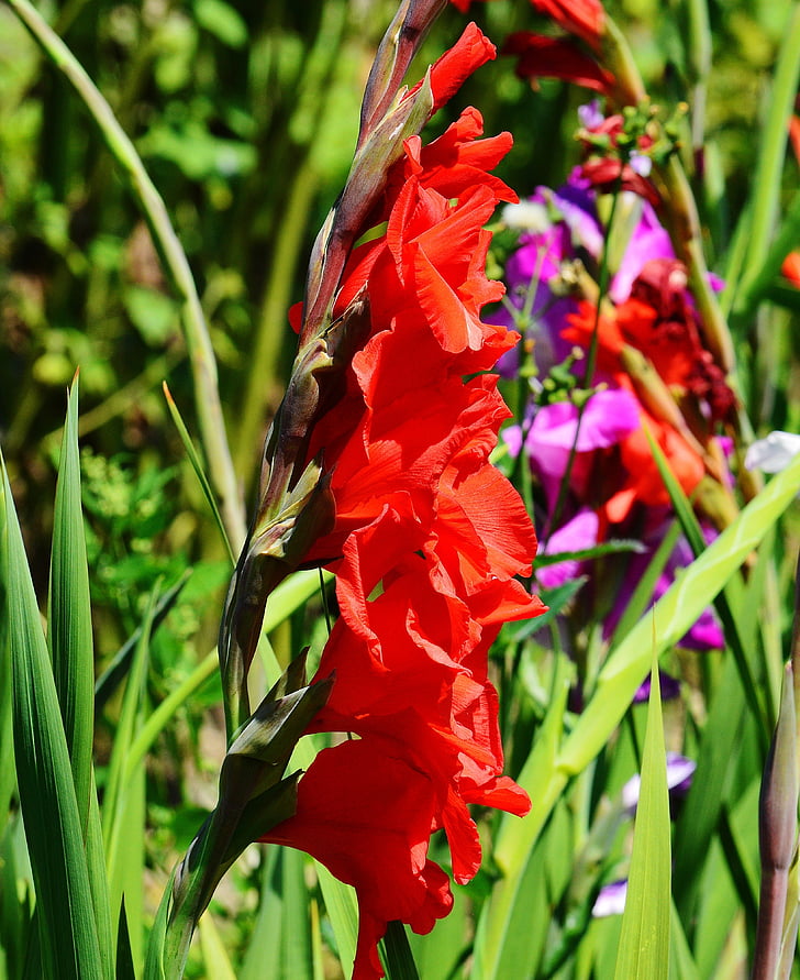 Gladiolus, sarkana, vasaras, daba, ziedi, augt, zieds