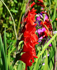 Gladiolen, rot, Sommer, Natur, Blumen, wachsen, Blüte