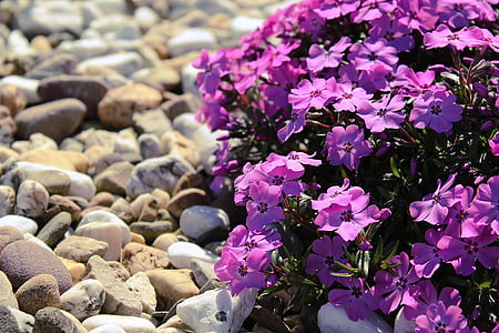 flowers, purple, plant, nature, close, purple flower, purple flowers