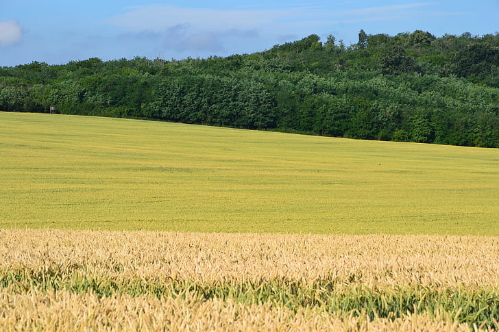 Grain, av Johan Karlsson, majsfält, solsken, Wheatfield, spannmål, vete