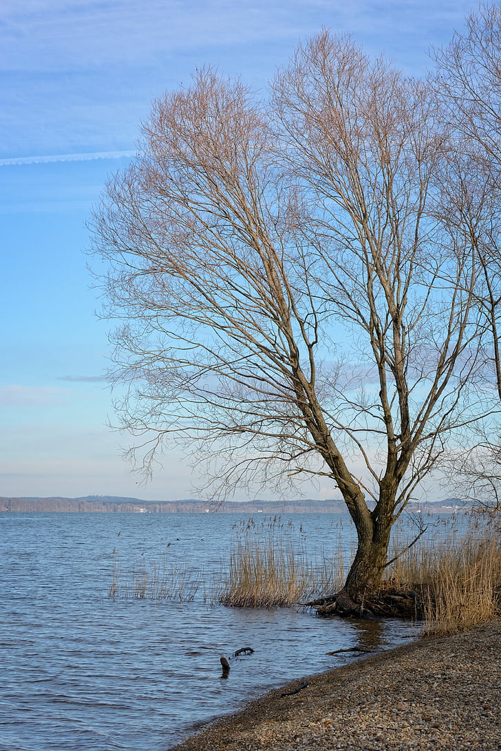 strom, jednotlivě, Zimní, Kahl, větev, pobočky, u jezera