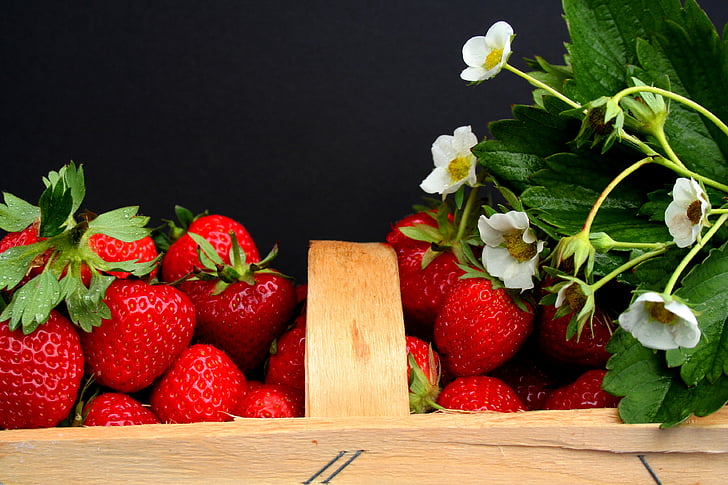 jordbær, høst tid, felt, jordbær felt, frugt, vitaminer, høstet