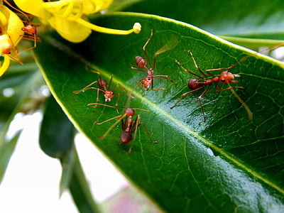 ants, macro, nature, insect, animal, close, red
