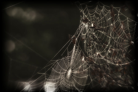 edderkopp, Web, spindelvev, insekt, skumle, svart-hvitt, makro