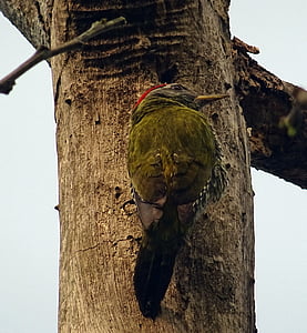 streak-throated woodpecker, bird, woodpecker, picus xanthopygaeus, aves, avian, fauna