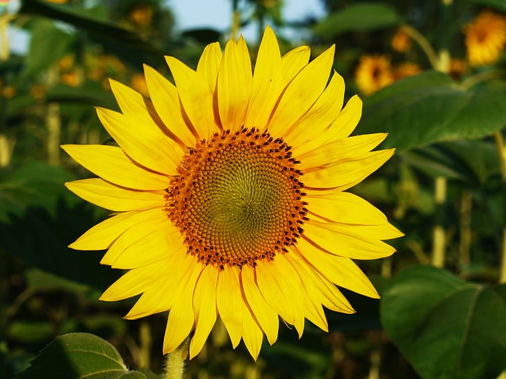 bunga matahari, Blossom, mekar, bidang, musim panas, pagi, morgenstimmung