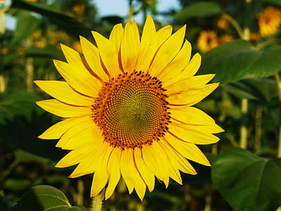 bunga matahari, Blossom, mekar, bidang, musim panas, pagi, morgenstimmung