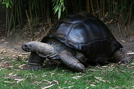 turtle, giant tortoise, panzer, large