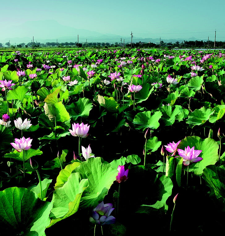 Lotus, op het platteland, China wind