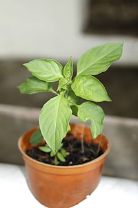 aromatic basil, vegetable, culinary, herb, food, plant