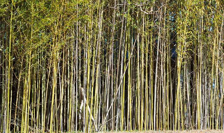 bambusowe drzewa, tło, bambus, na zewnątrz, krajobraz, azjatycki, atrakcyjne