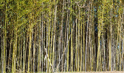 pohon-pohon bambu, latar belakang, bambu, di luar rumah, pemandangan, Asia, menarik