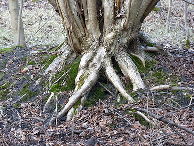 raíces de los árboles, naturaleza, muy crecido, bosque, madera, mis deforme, antiguo