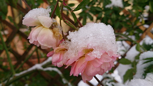 l'hivern, Rosa, neu, fred, natura, flors, gelades