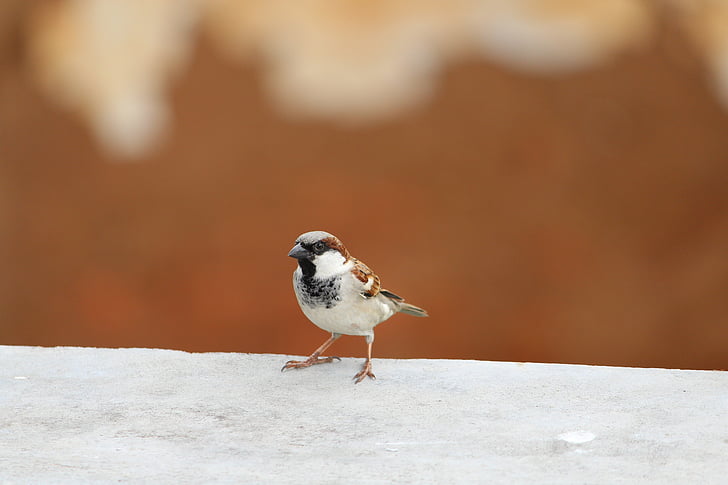 Sparrow, chim, Thiên nhiên, động vật, lông vũ, cánh, bay
