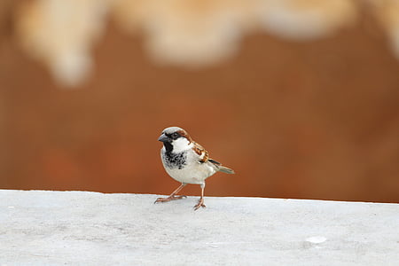 Sparrow, ptáci, Příroda, zvíře, peří, křídlo, Fly