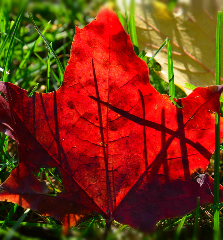 zeleň, jeseň, červená, Príroda, Leaf, Sezóna, rastlín