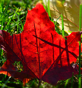 lapija, rudenį, raudona, Gamta, lapų, sezono metu, augalų