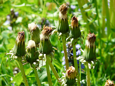 spoločné púpava, špicaté kvet, kvetenstvo, vyblednuté, Taraxacum sekty ruderalia, Púpava, Taraxacum