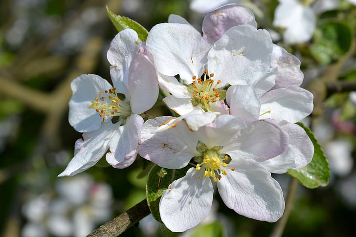 spring blossom, apple tree blossom, fruit tree, white, blossomed, petals, close