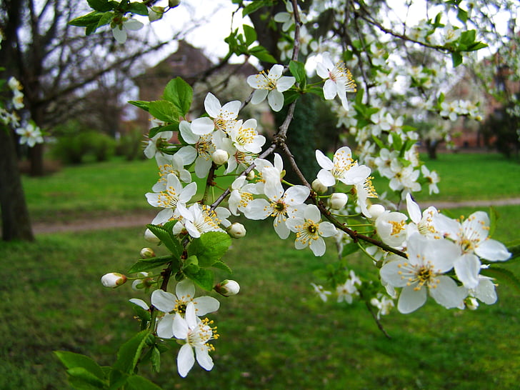 봄, 꽃 과일 나무, 흰 꽃