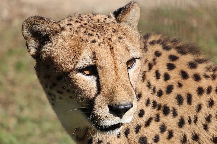 Gepard, Zoo, Erlebniswelt
