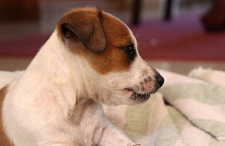 hond, puppy, Jack russell, Chihuahua, baby, schattig, speelse