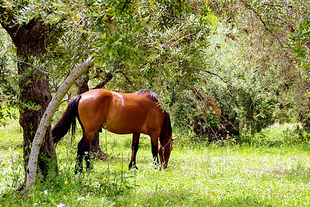 paard, hengst, paarden, Nationaalpark van Pollino, grasland, dier, dieren