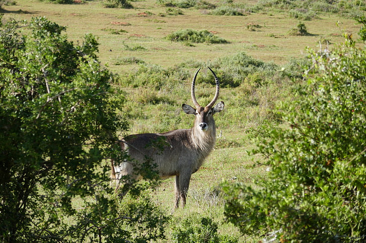 antilopė, kariega, gyvūnai, Safari, Pietų Afrika, gyvūnija, ragai