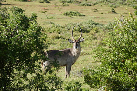 antilope, Kariega, animaux, Safari, Afrique du Sud, faune, cors