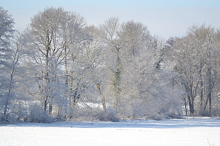 冬天, 雪, vörstetten, emmendingen, 寒冷, 树, 白色