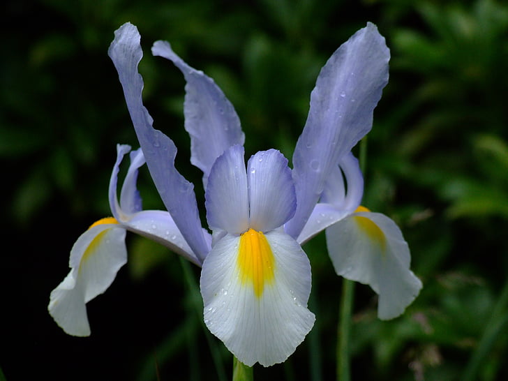 Iris, flor, obrir, flor, planta, macro