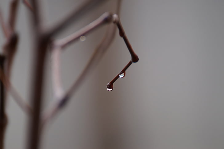 trickle, wood, branches, non, nature, raindrops, dew